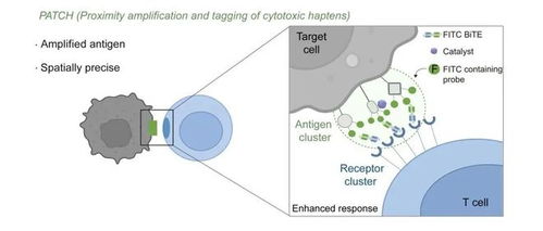 我國科研人員開發(fā)出可精準(zhǔn)識別癌細(xì)胞的納米標(biāo)記機(jī)器人自動(dòng)識別技術(shù)
